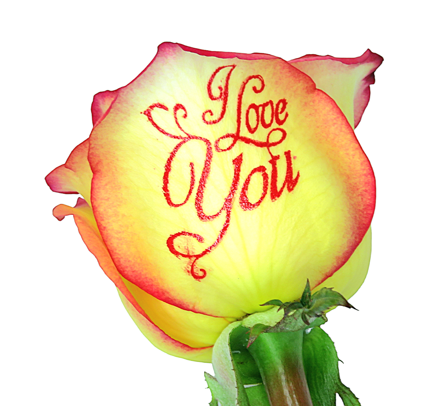 6 Fire Roses With “I Love You” Design