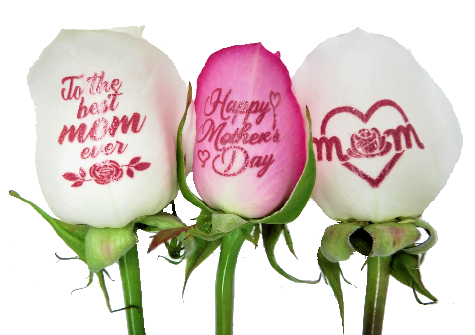 6 Pink and White Roses - Happy Mother's Day Bouquet