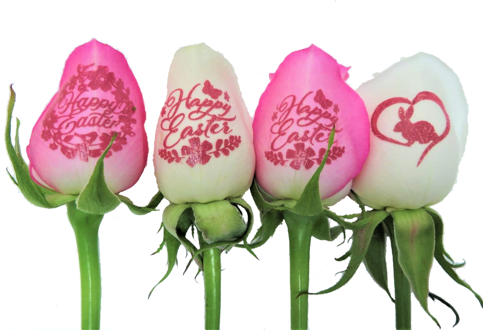 6 Roses - Happy Easter with Pink Ink
